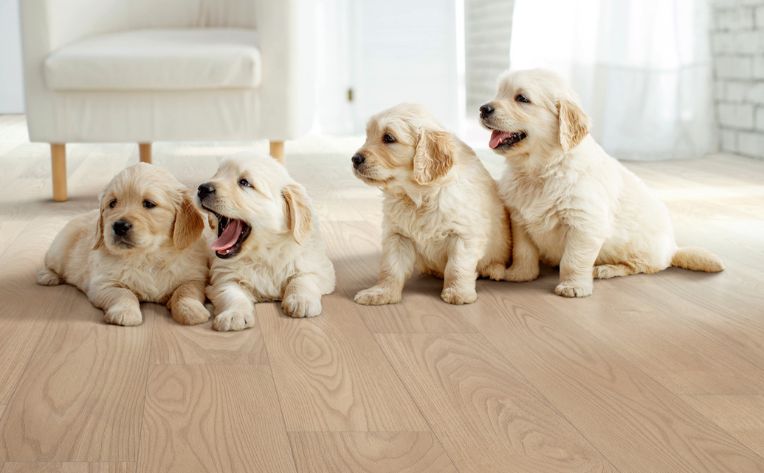 How to Keep Carpet Clean with Pets