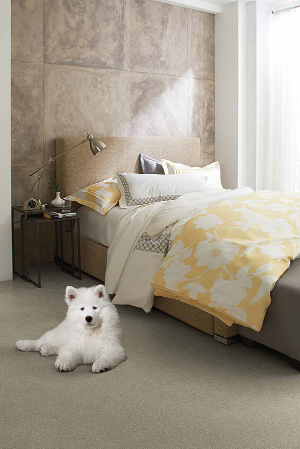 Samoyed dog on beige bedroom carpet