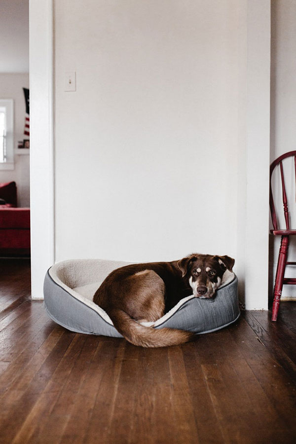 What Is Pet Friendly Flooring, Pet Proof Hardwood Floors