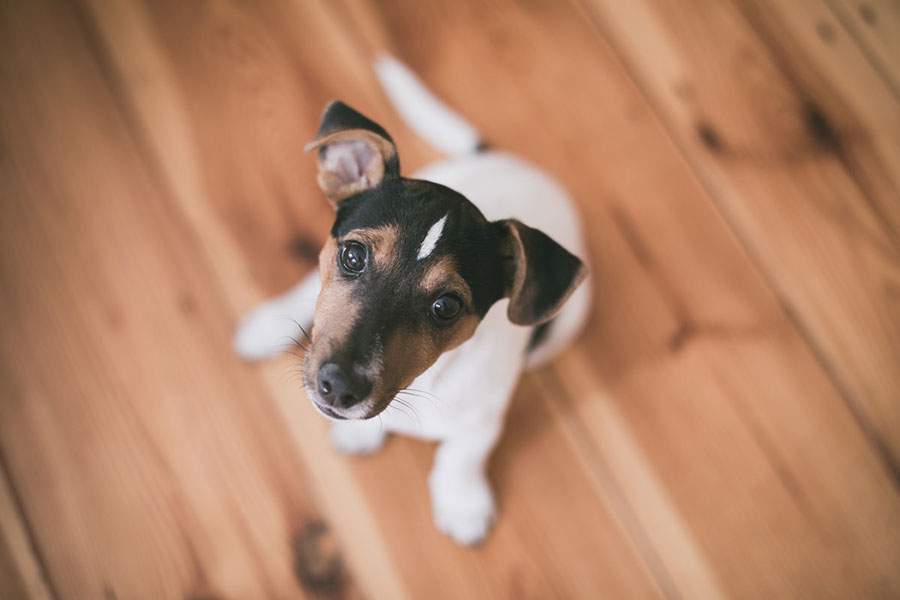 Small terrier mix dog sitting on hardwood floor