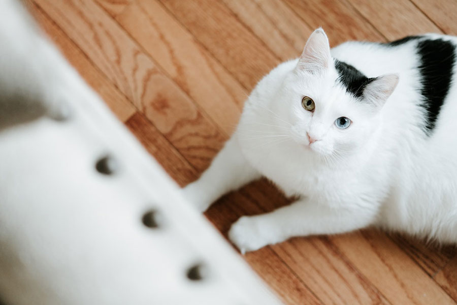 Black and white cat with two toned eyes laying on hardwood floor