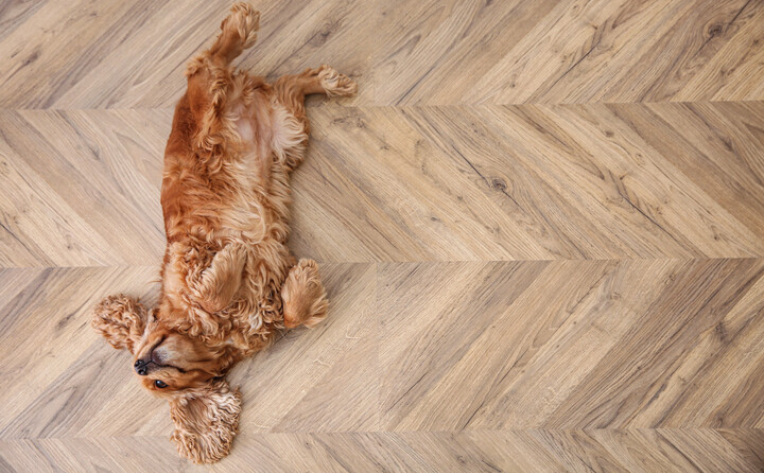What is the Best Flooring for Dogs: Top Choices Revealed